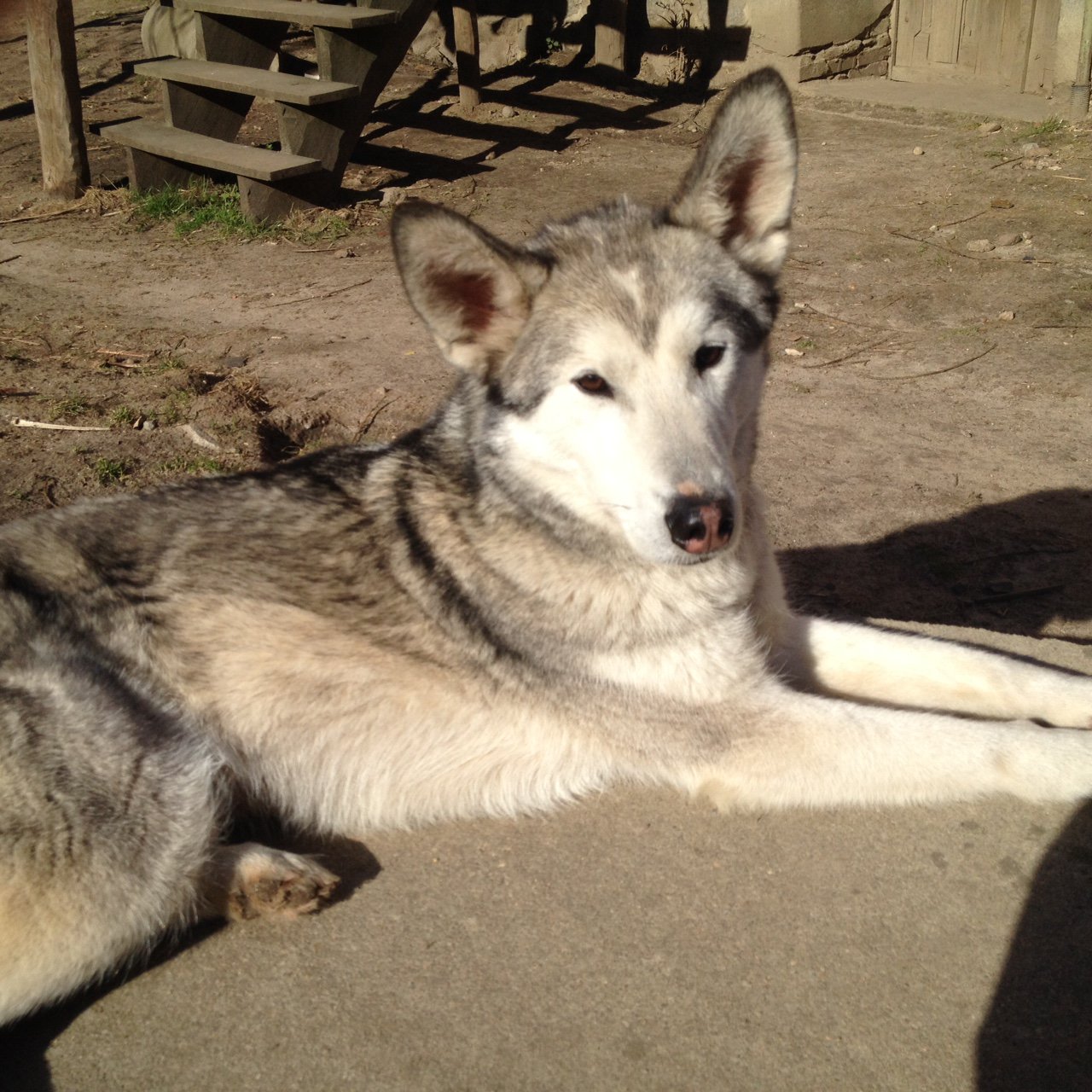 Husky Kjell